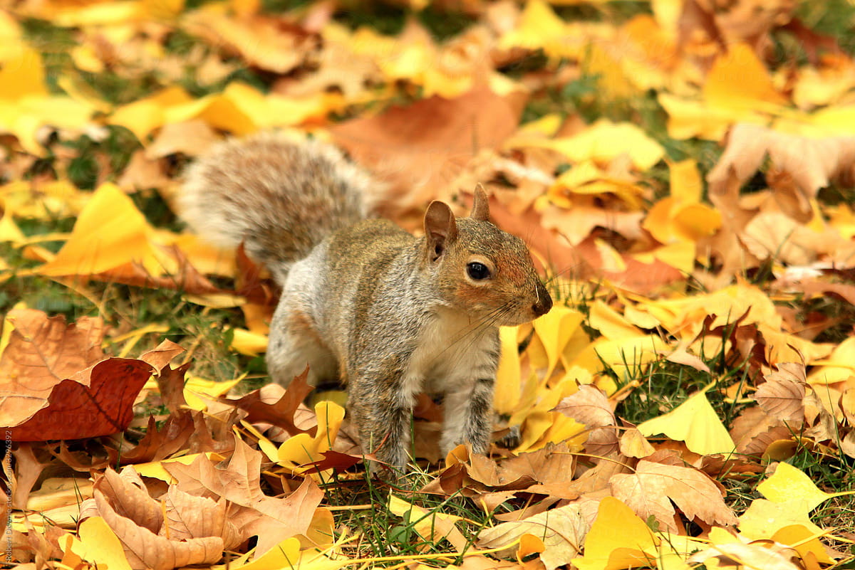 Eastern Gray Squirrel in Fall