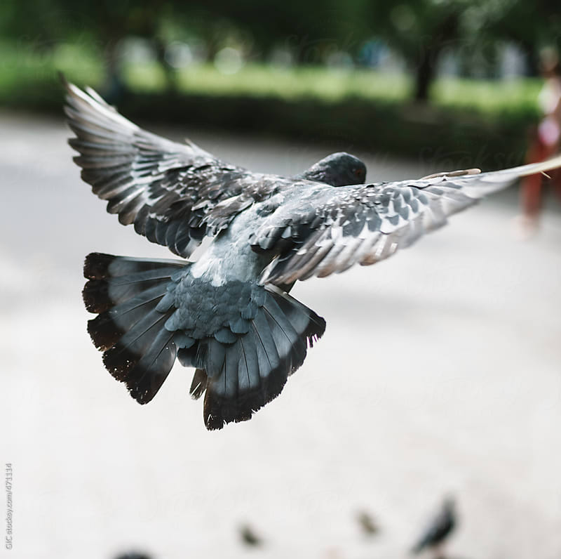 Pigeon flying in the city