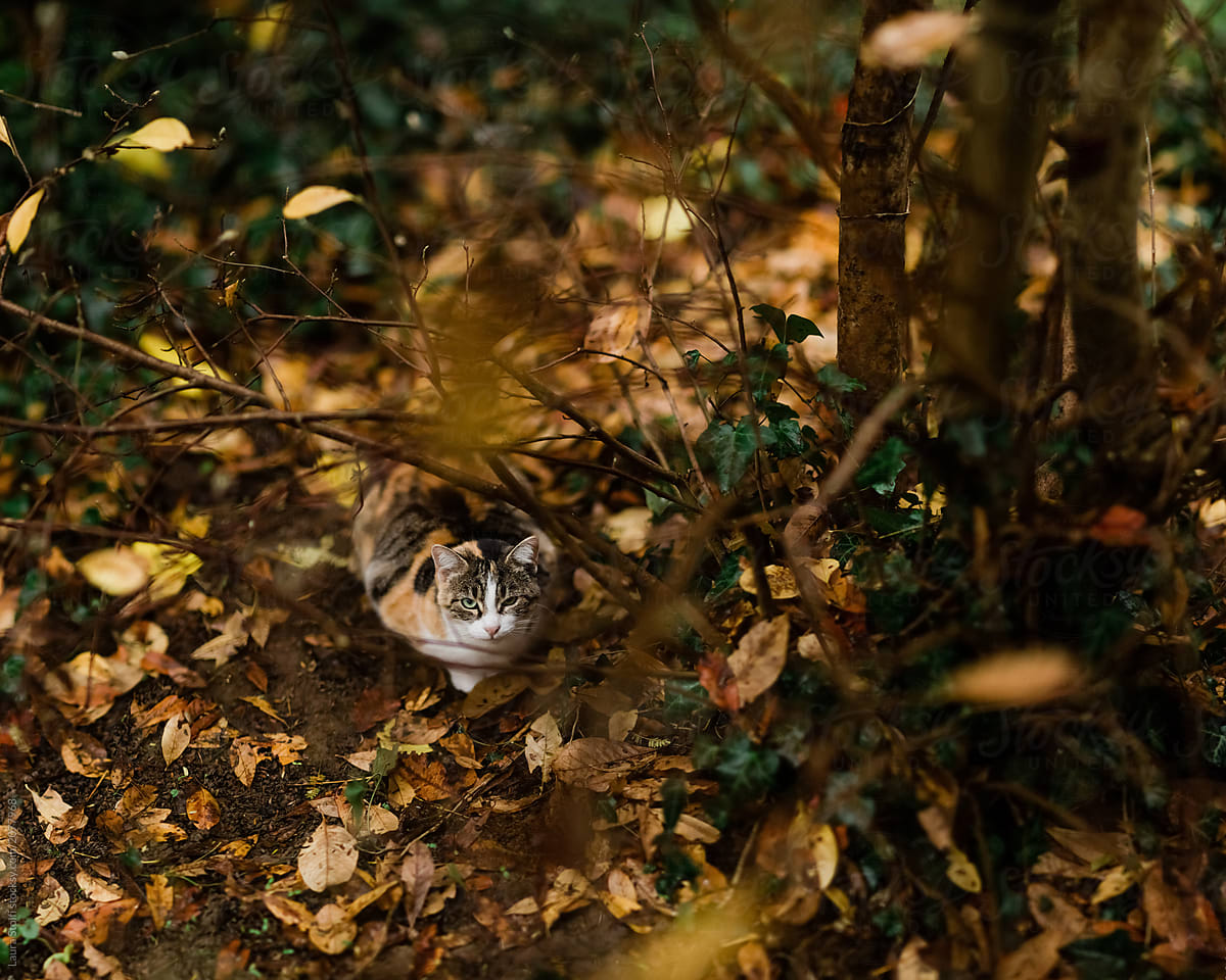 Tabby cat in autumnal garden