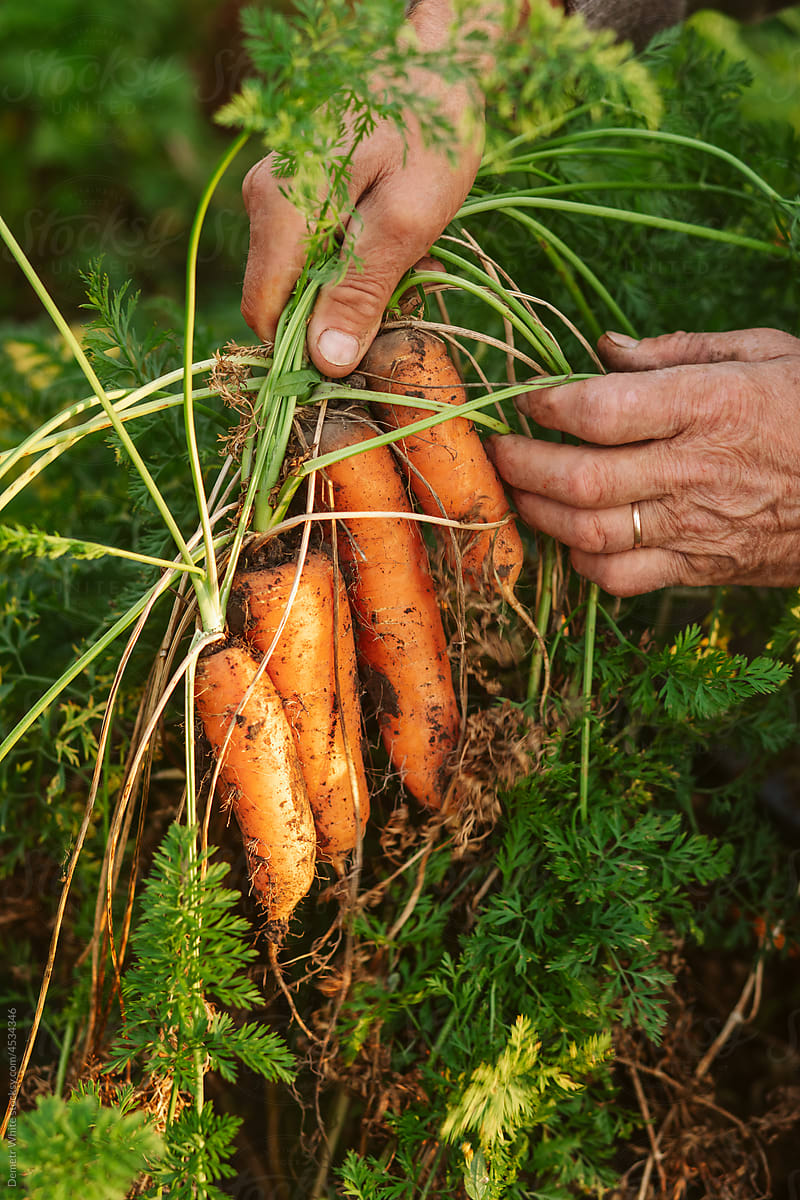 Gathering carrots from farm