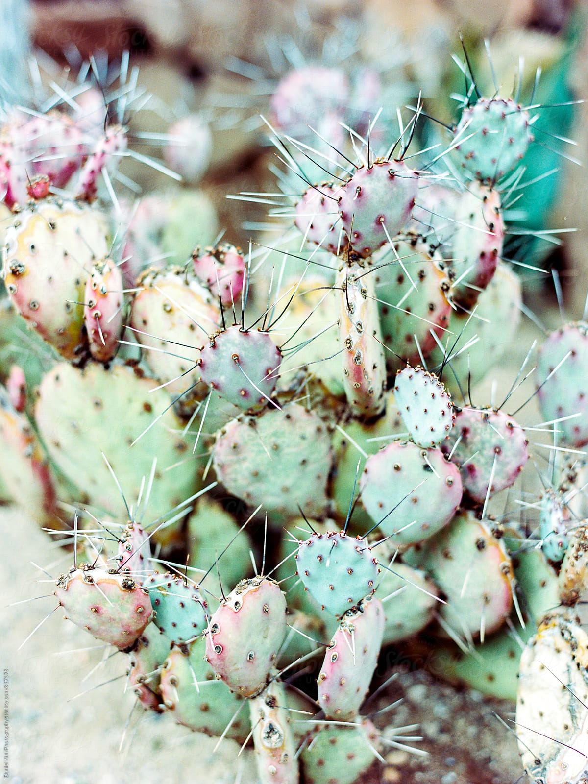 Colorful cactus