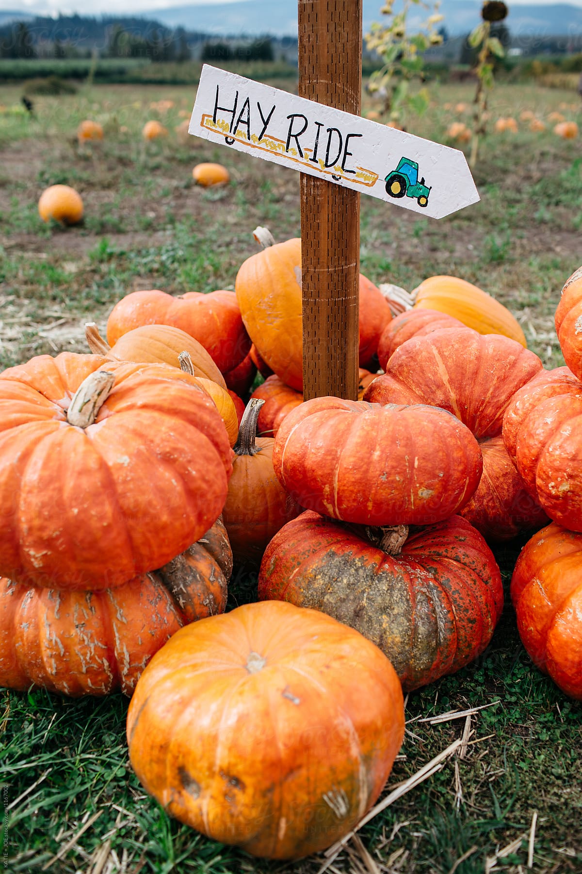 Pumpkins and gourds stacked below a hay ride sign