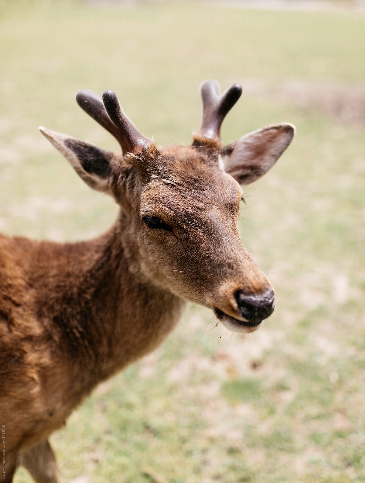 portrait of small nara deer animal in japan tourist location