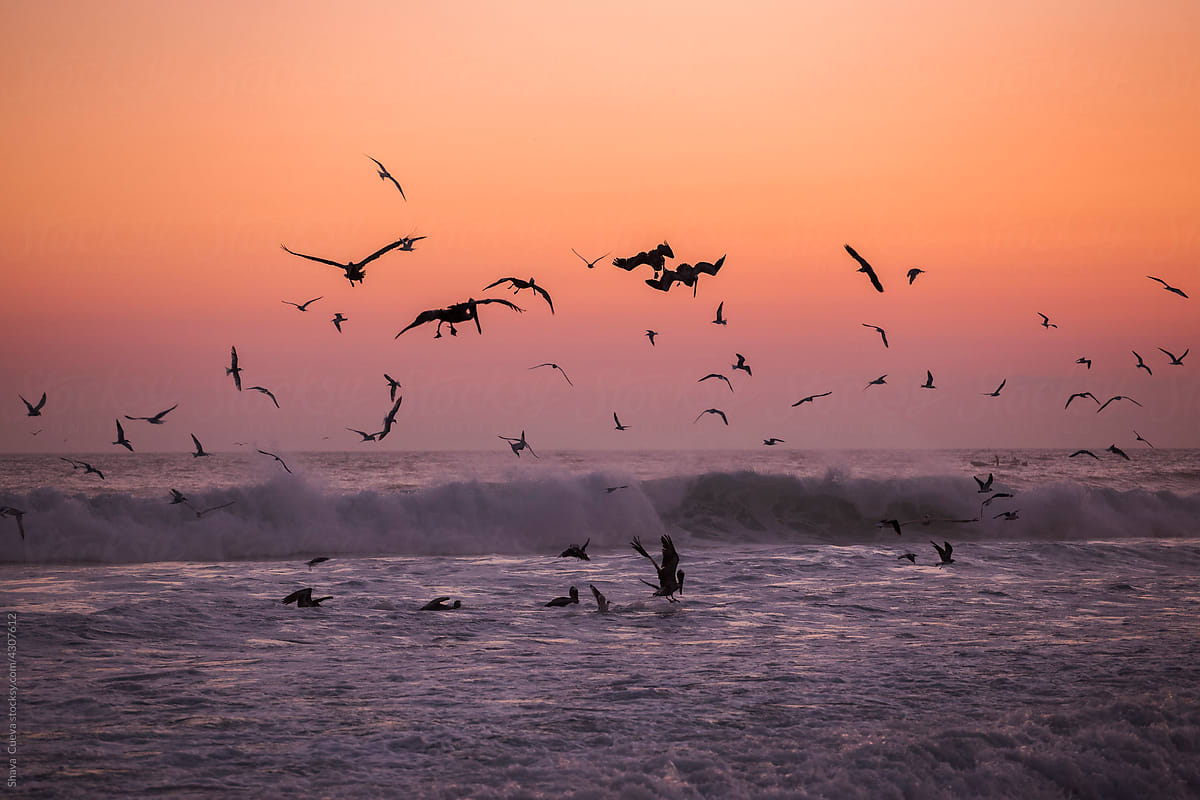 Flock of seagulls flying over the sea and fishing