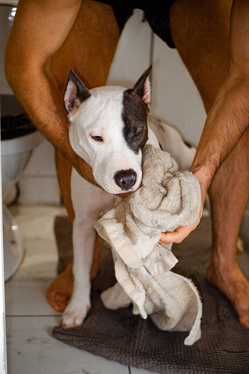 Dog After Shower Routine At Home Lifestyle