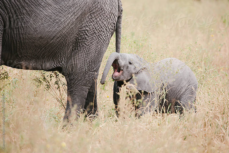 baby elephant with mother