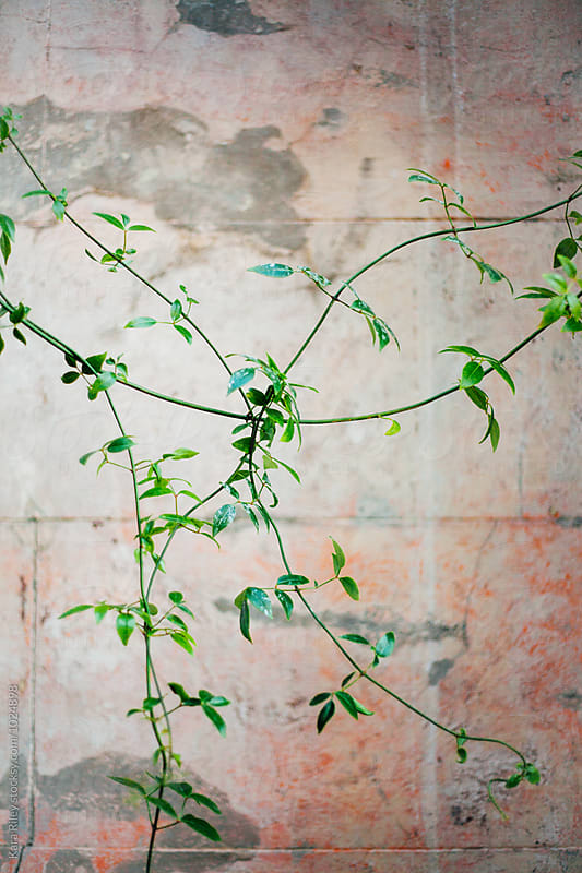 Green Vine growing in front of pink wall
