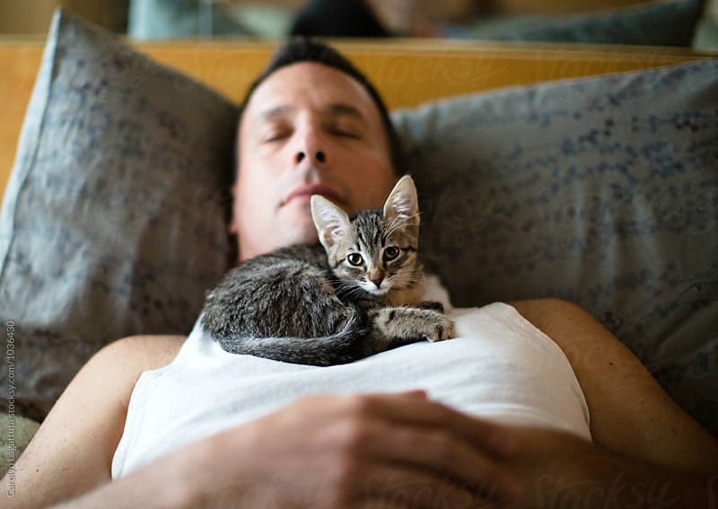 Tabby kitten laying on a sleeping man