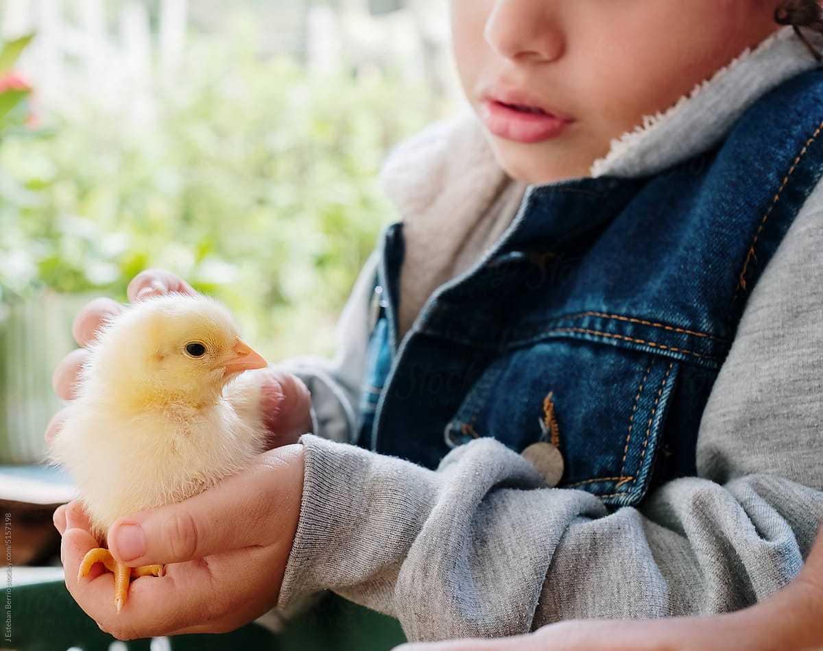Unrecognizable boy holding a chick in his hands
