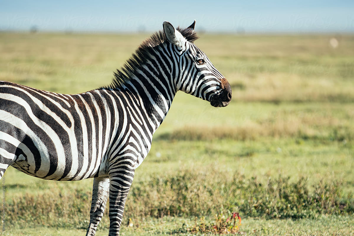 A Zebra on the Grassland Safari