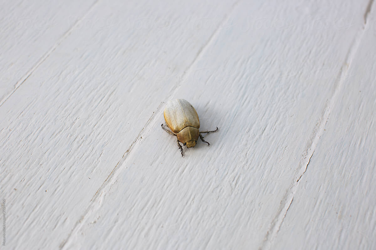 Beetle on a white wooden floor