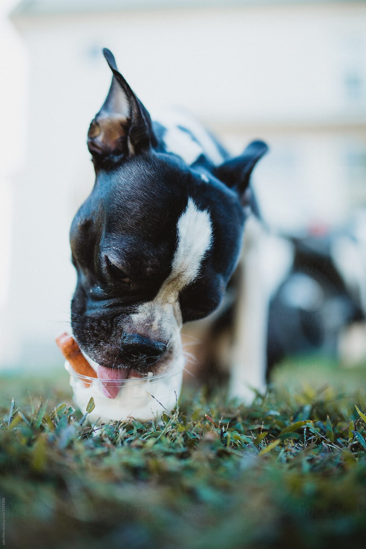 Dog is Eating Ice Cream On His Birthday