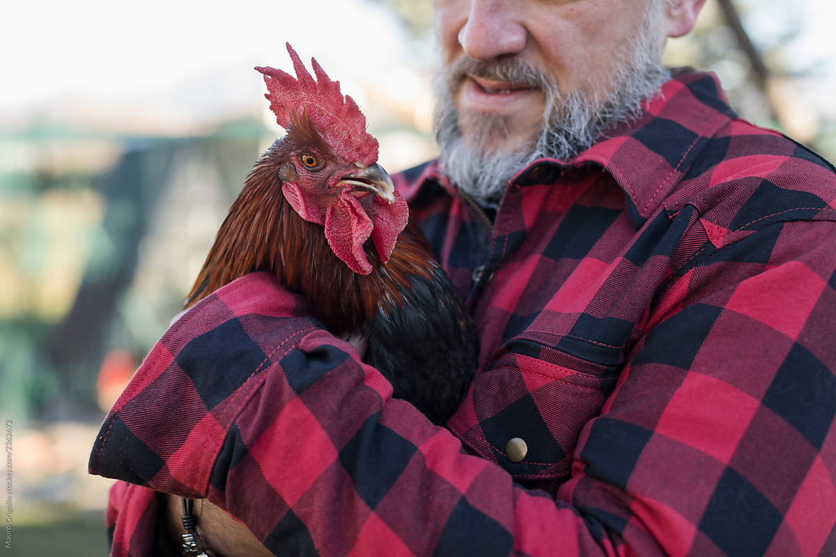 Portrait of a Man holding a Marans chicken