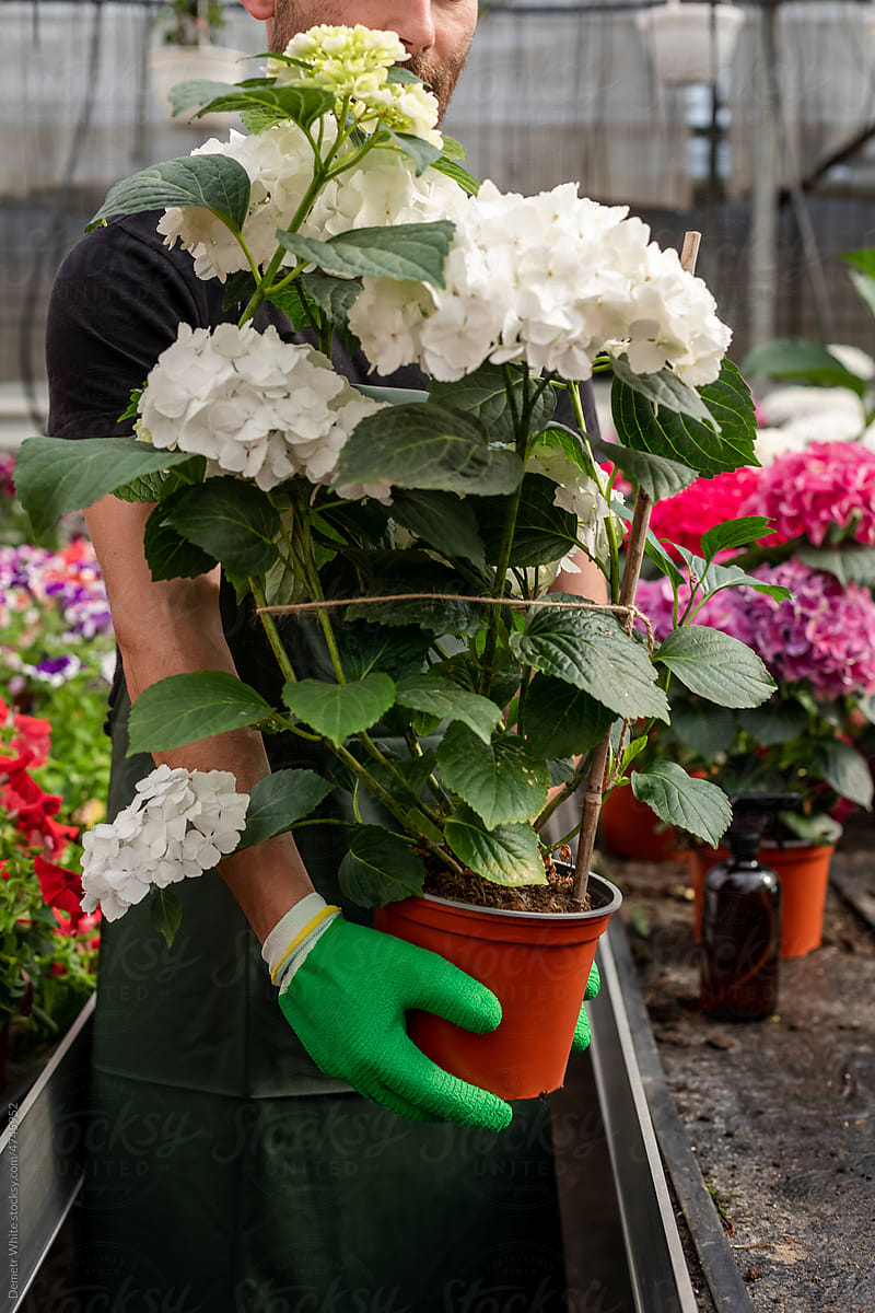 White flowers in pot in hands of gardener