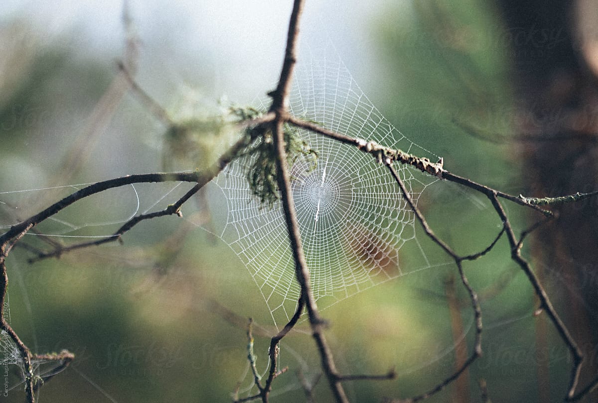 Beautiful spider web in the forest