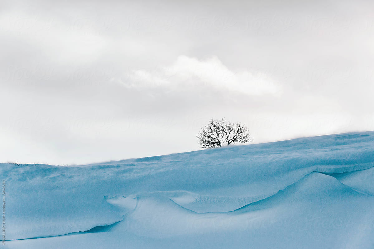 A Single Tree in Remote Lapland Winter Landscape