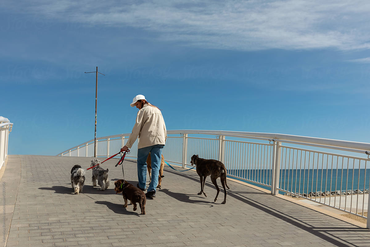 Dog Walker with five dogs by the sea bridge