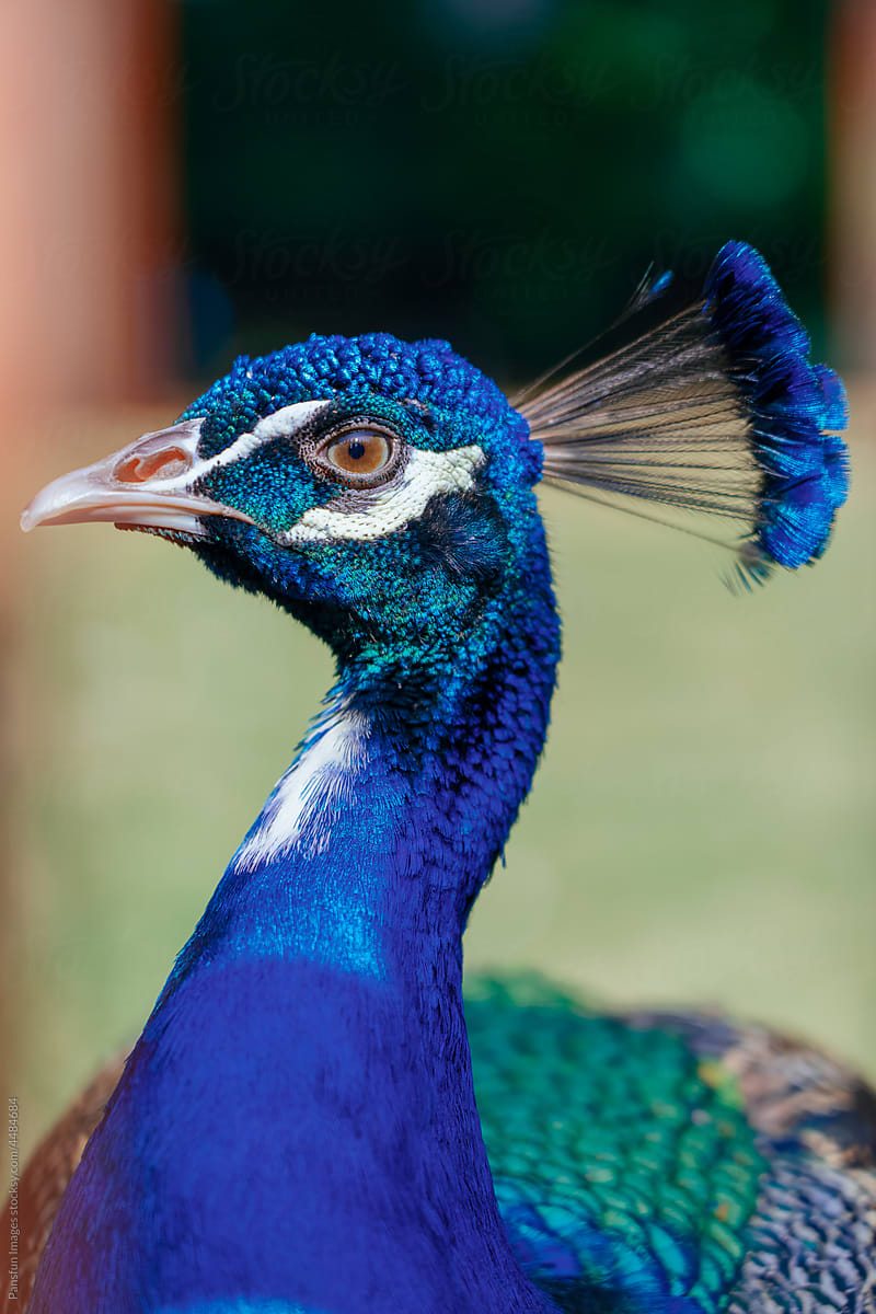 Male peacock with gorgeous feathers