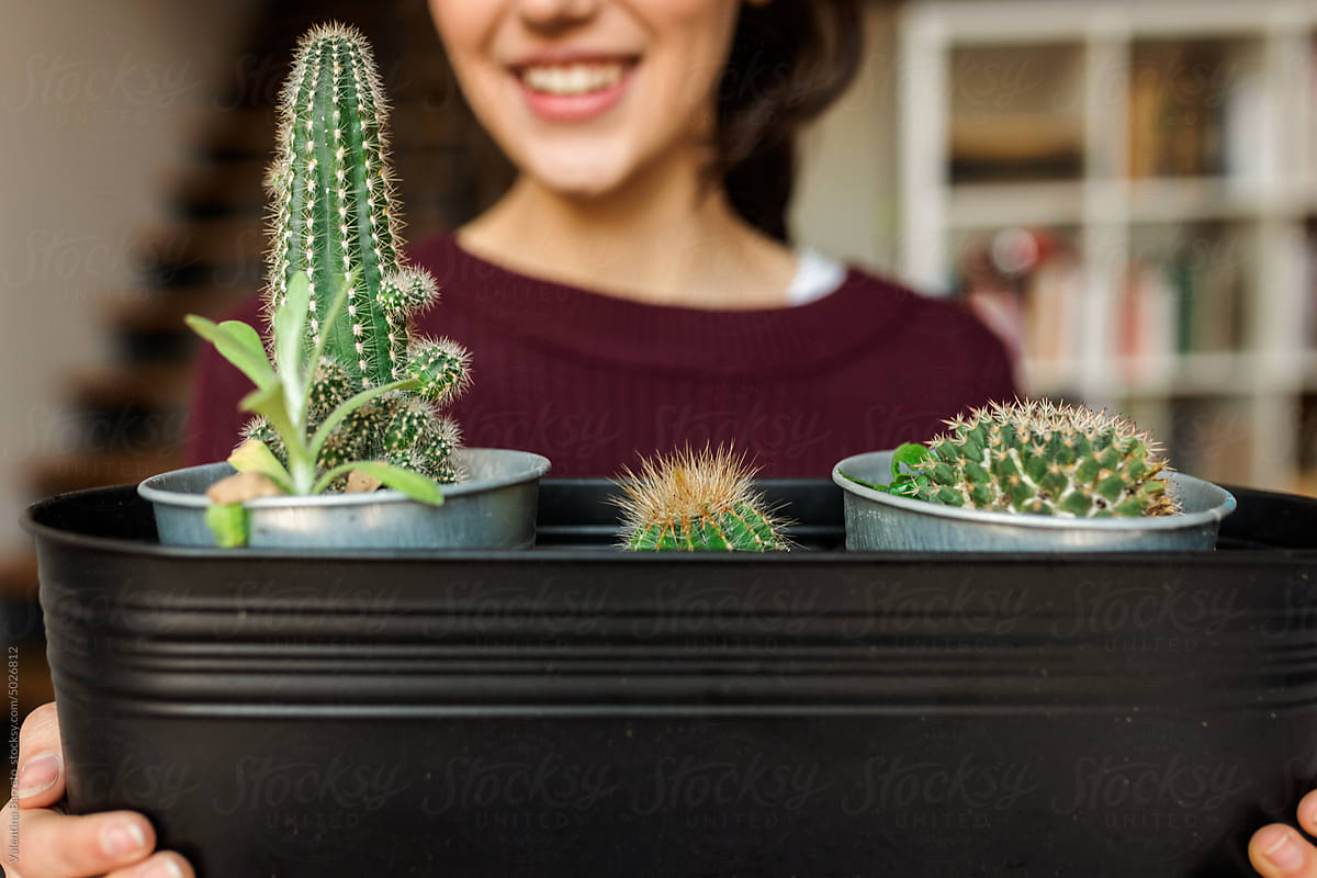 Cropped woman holding potted cactus at home