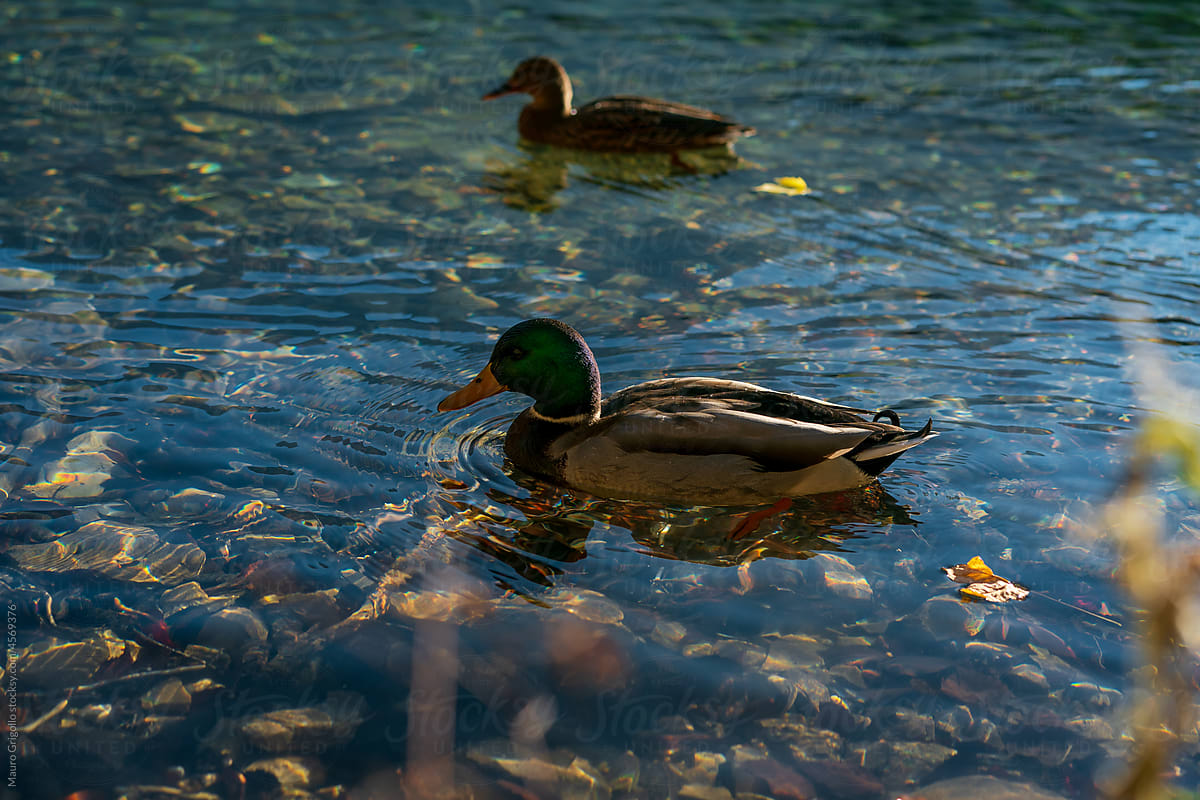 Mallard ducks floating on the water of a lake