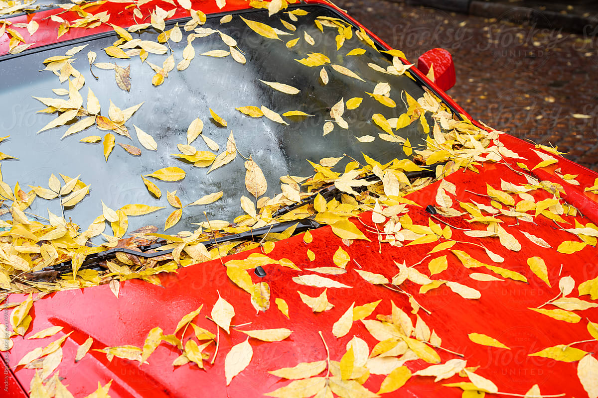 Car hood and glass with yellow leaves