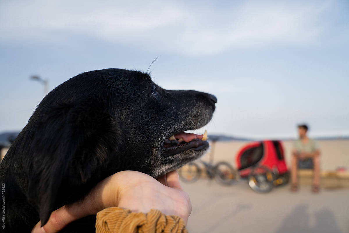 POV woman petting dog at beach