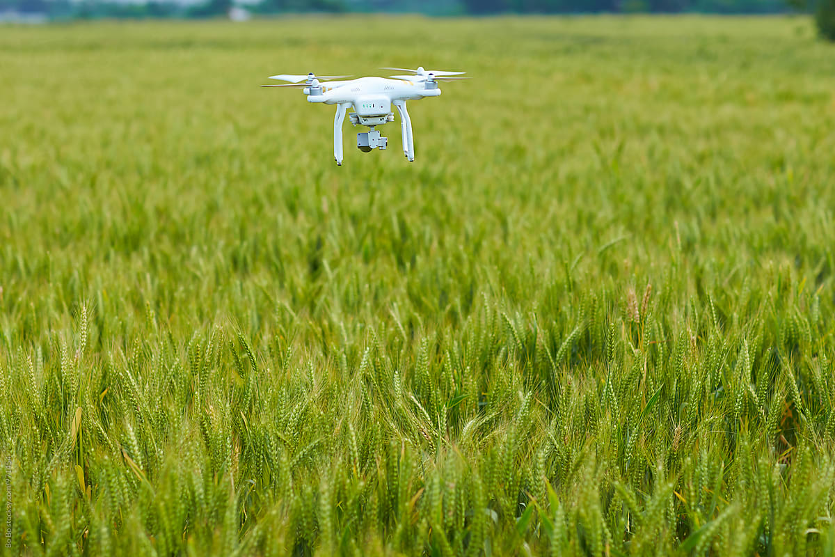 drone fly over wheat field