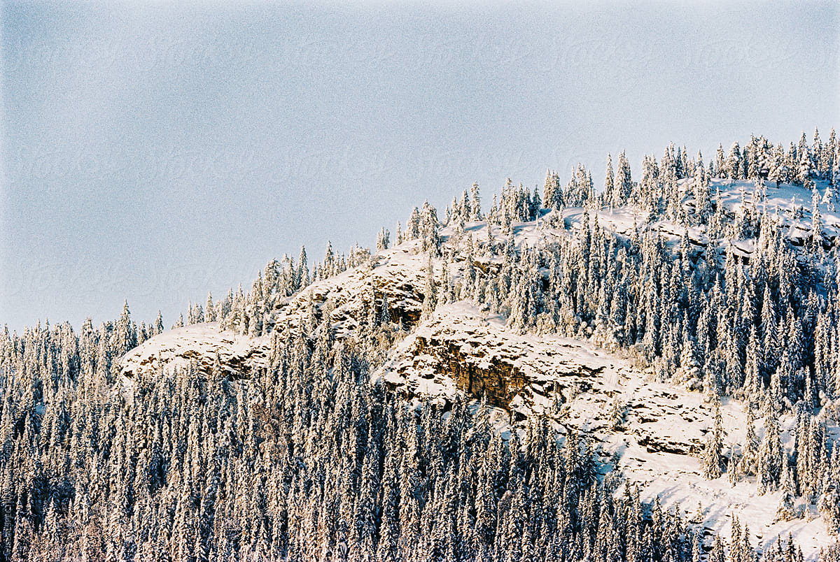 Nordic Winter - Snow-Covered Fir Trees on Mountain Top Shot on Film