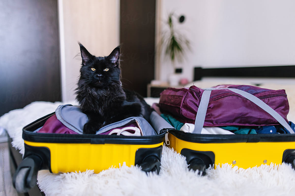 Cute pet reclining on opened travel bag with apparel