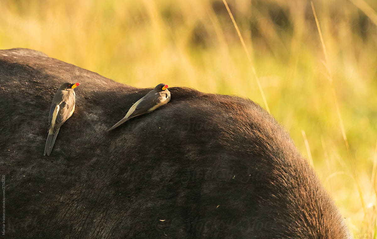 Oxpecker riding on the back of a Cape Buffalo