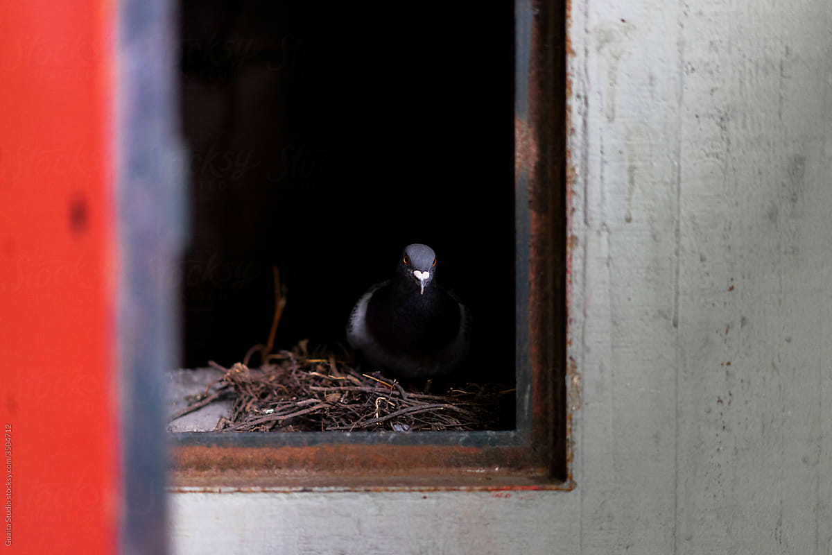 Pigeon inside a dark closet in wall