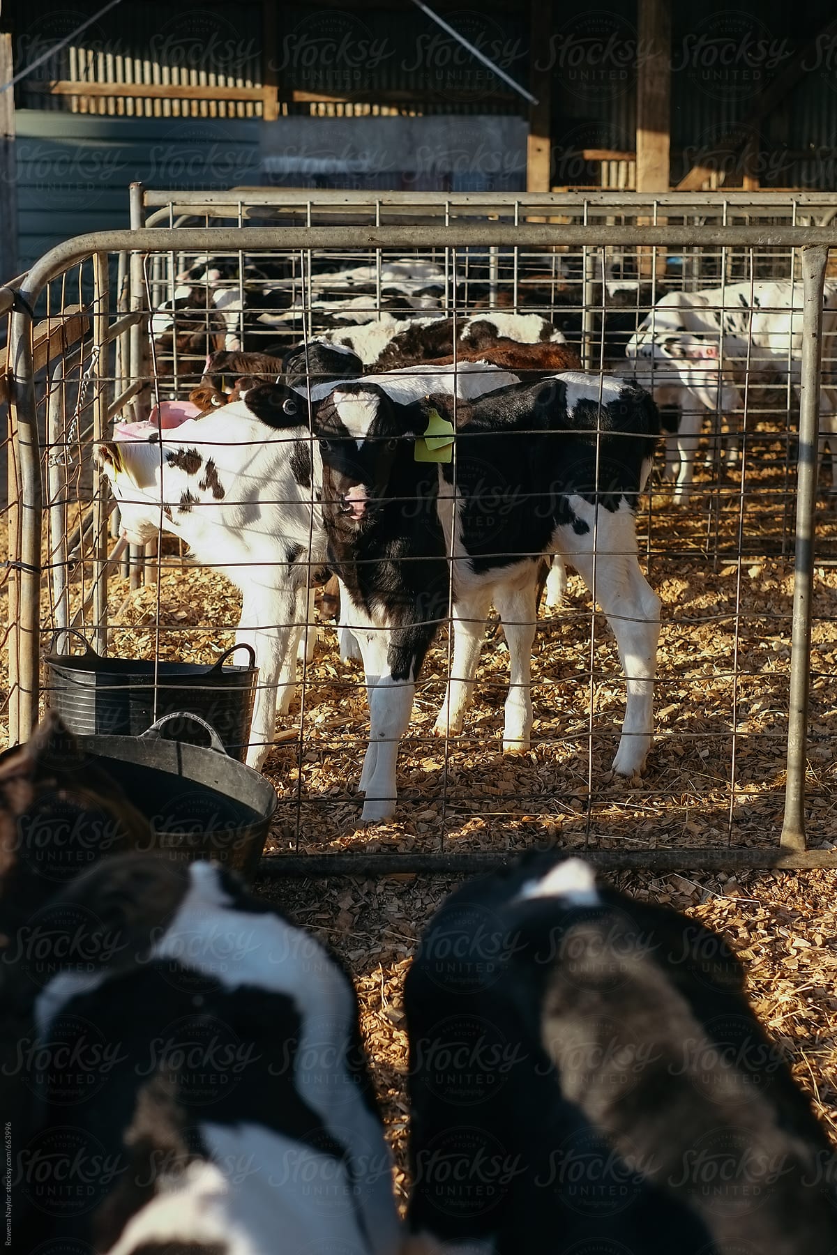 Dairy Calves in Pen
