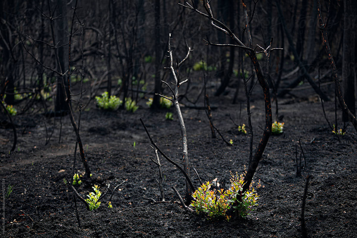 Rebirth after a Forest Fire