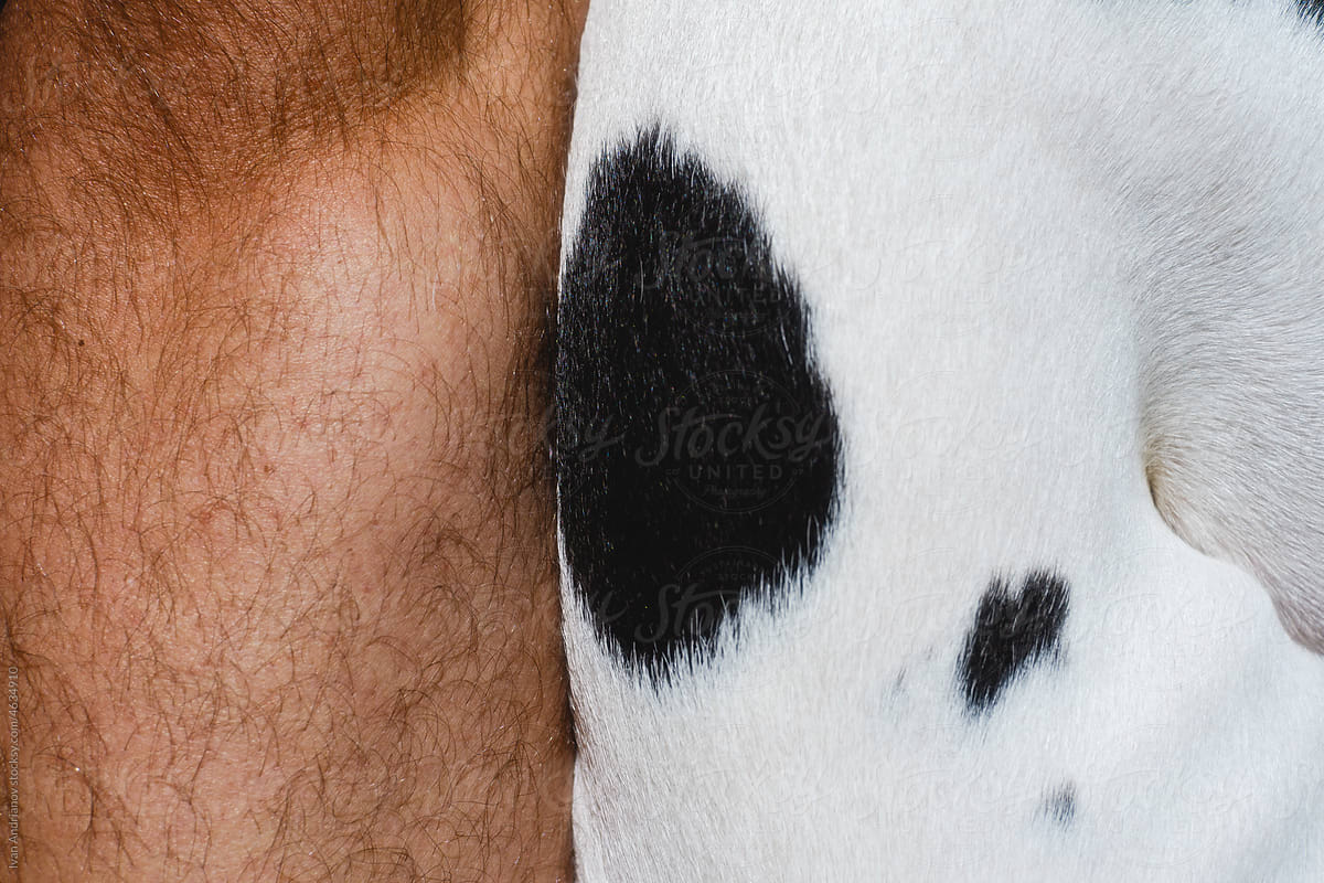 Human And Dog Body Hair Texture