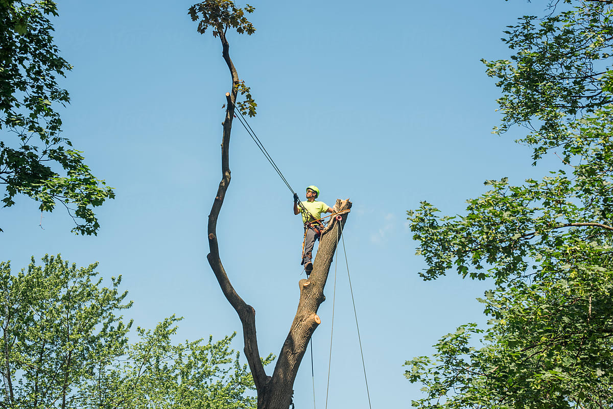 Tree service worker on a tall branch