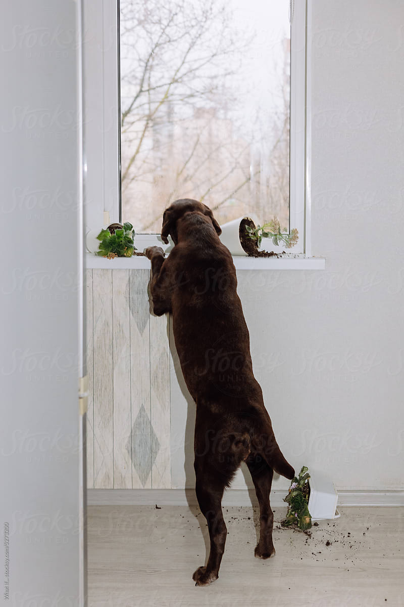 Dog at the window and broken houseplants.