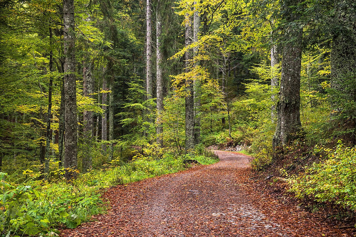 Path Through Autumn Forest By Stocksy Contributor Andreas Wonisch