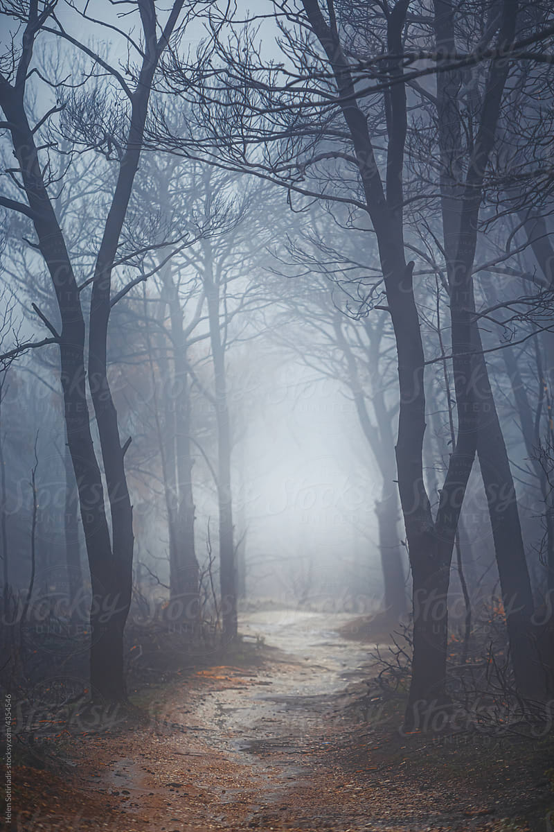 A Trail Amidst Burned Trees in the Fog