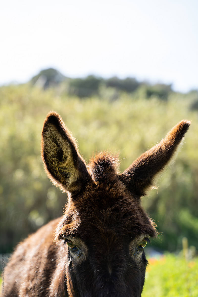 Close up of donkey ears in field
