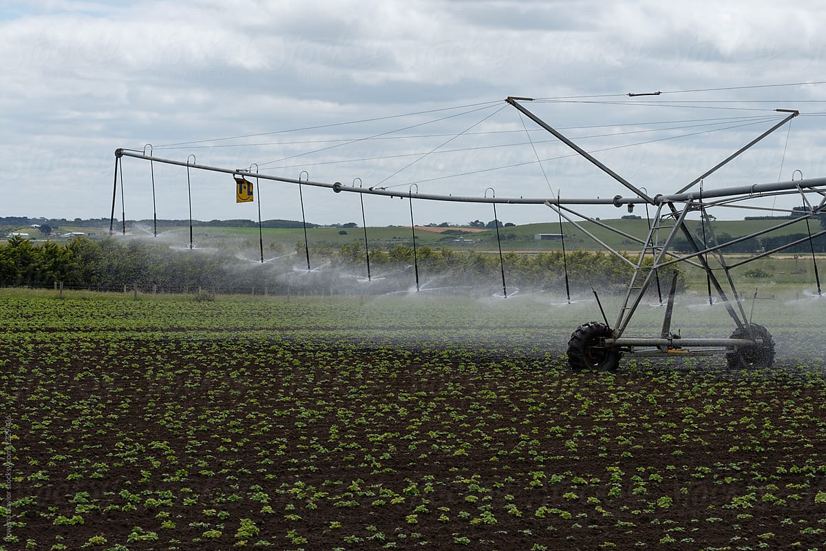 Automated Irrigation machine watering potato crops