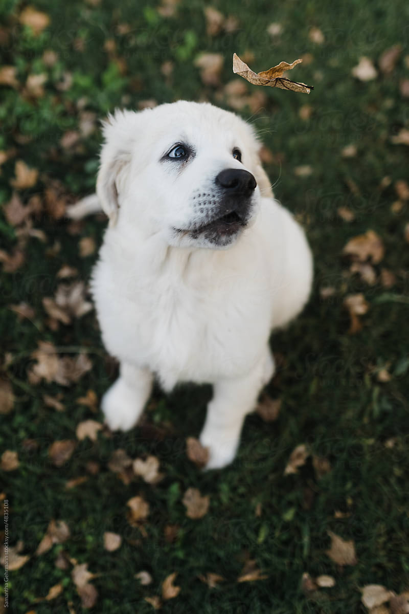 golden retriever puppy watching autumn leaves