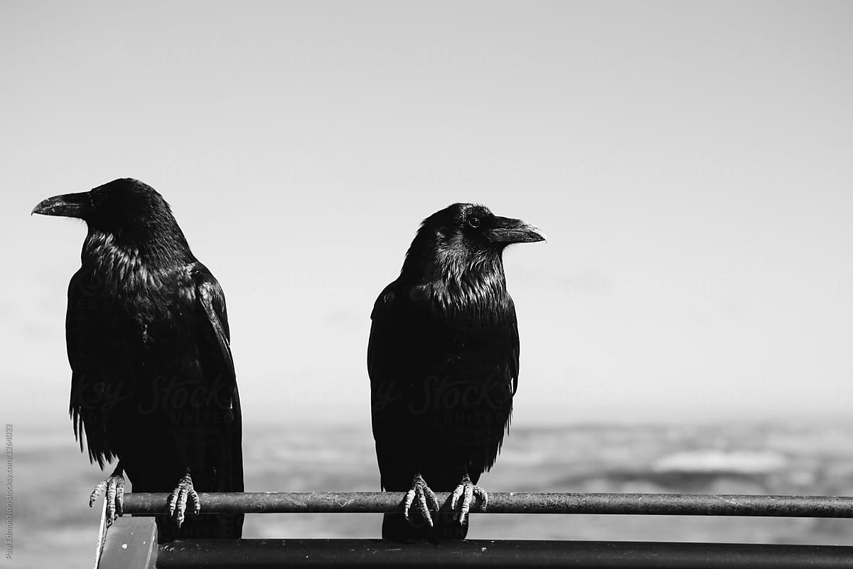 Two ravens sitting side by side on metal beam