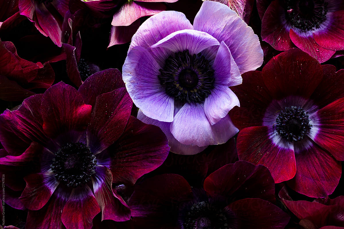 Beautiful flower photography with cluster of purple anemone close up