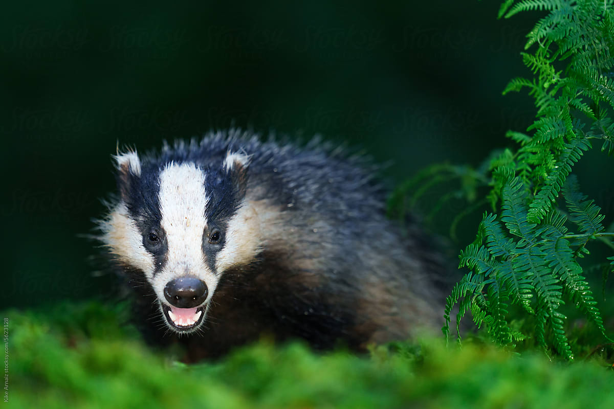 Wild badger shot in scotland