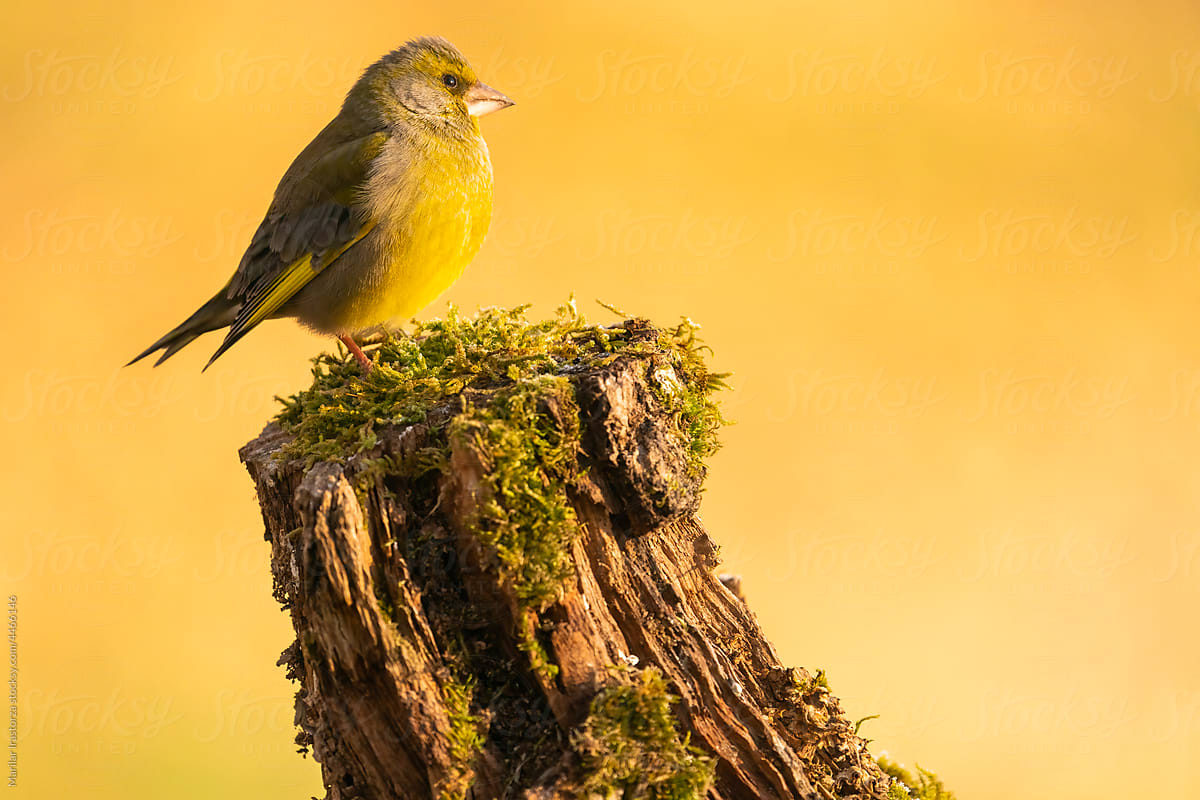 Portrait Of A Greenfinch In Profile