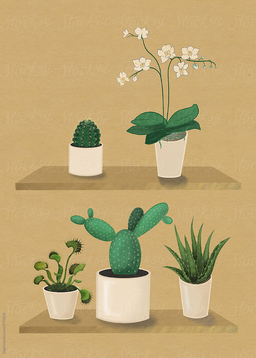 Collection of popular houseplants