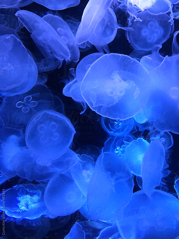 Luminescent jellyfish in deep waters