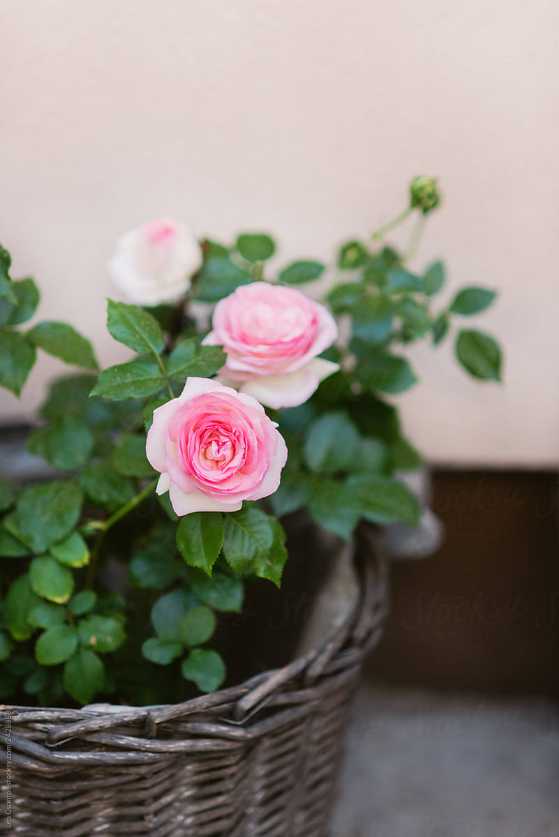 Gorgeous rose bush in a woven basket
