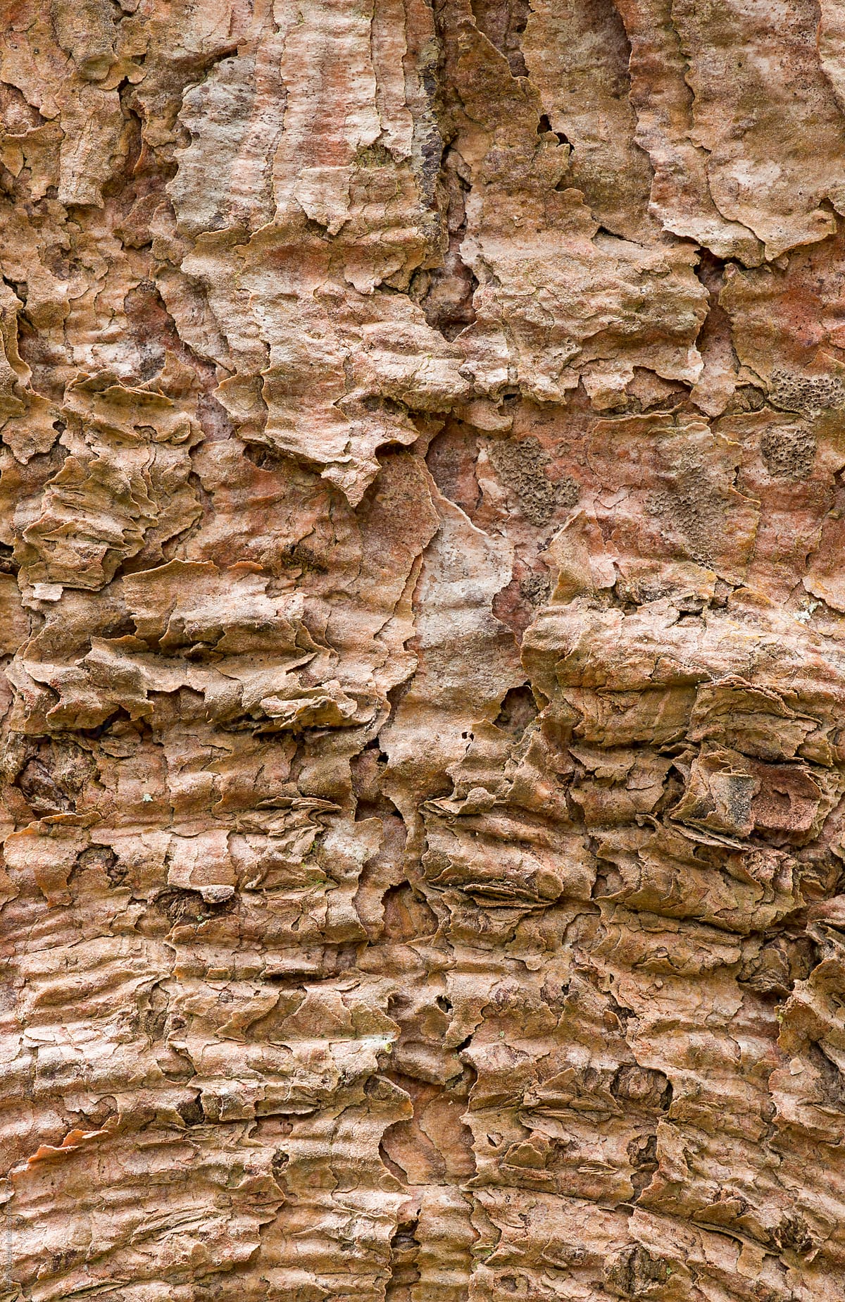 Spruce bark textures, closeup