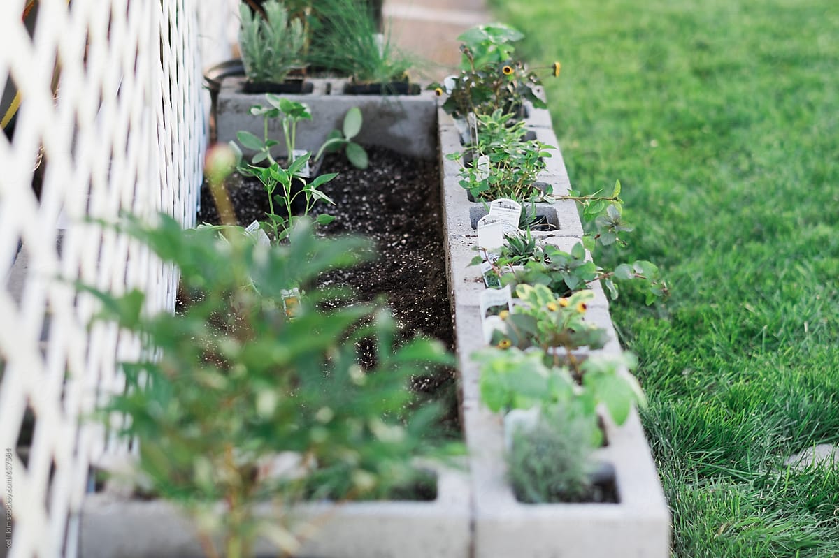 Organic Cinderblock Vegetable Garden By Kelli Seeger Kim Stocksy